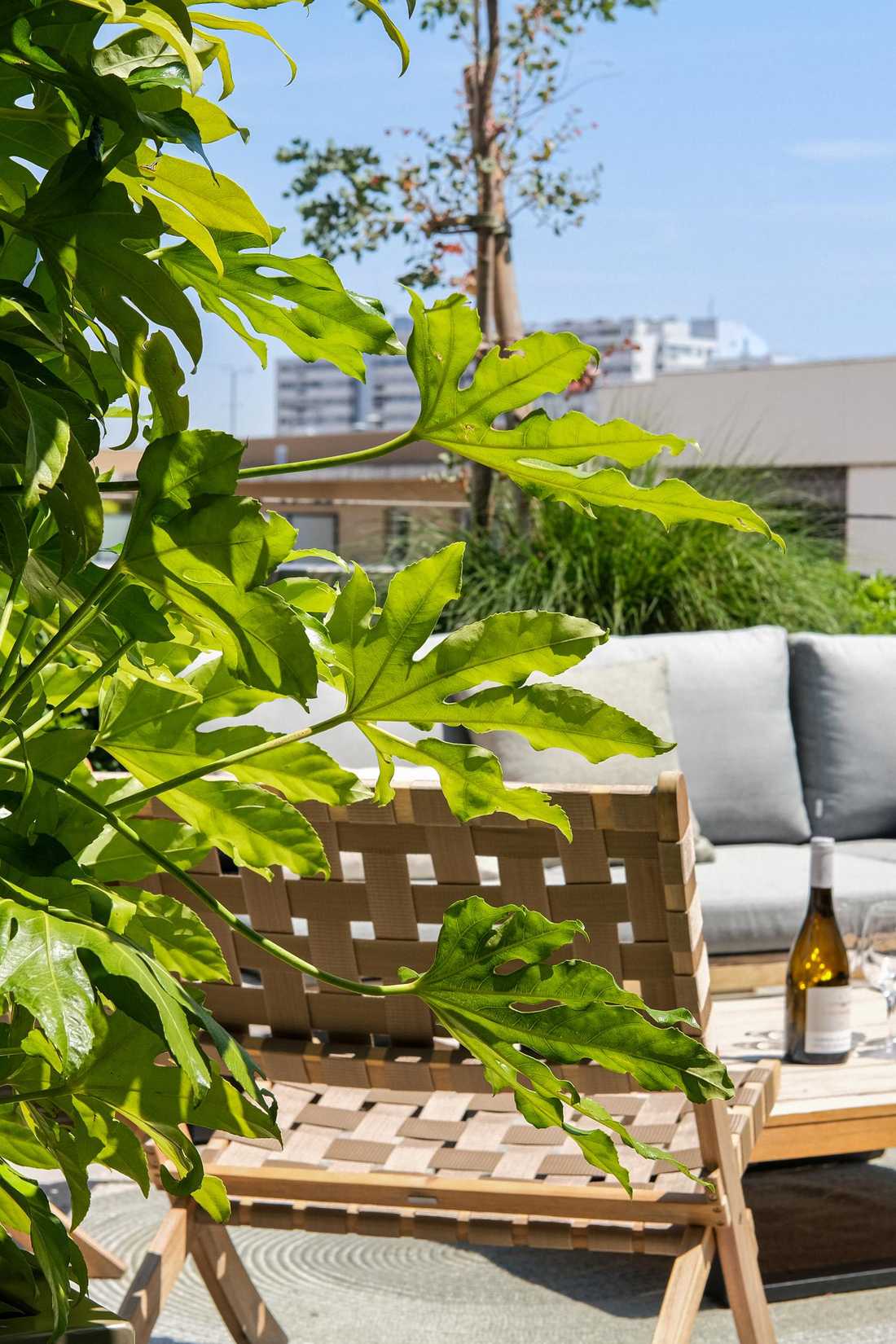 Détail d'une plante sur une pergola dans un projet de terrasse